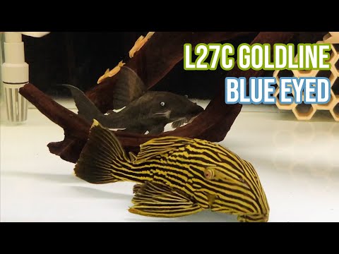 L27C ロイヤルファイティングブルーアイドプレコ！