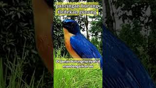 Download lagu PANCINGAN BURUNG TLEDEKAN GUNUNG DI JAMIN NYAHUT #burungtledekan mp3