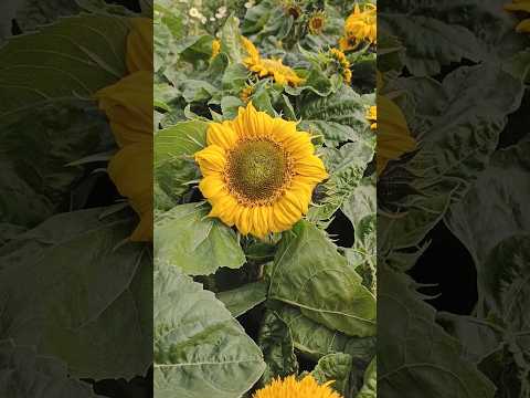 #sunflower 🌻🌻 fresh sunflower #beutifull sunflower #viralvideo ##