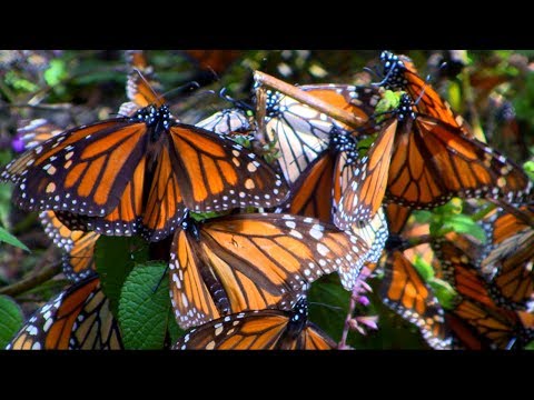 Millions of monarch butterflies flutter to the mountains in Mexico every October