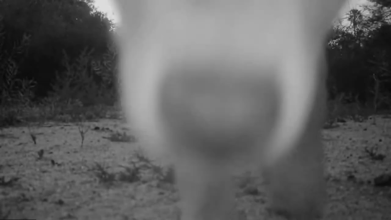 S1E4: Curious Coyote Pups Check Out Wildlife Cameras(Part 1)