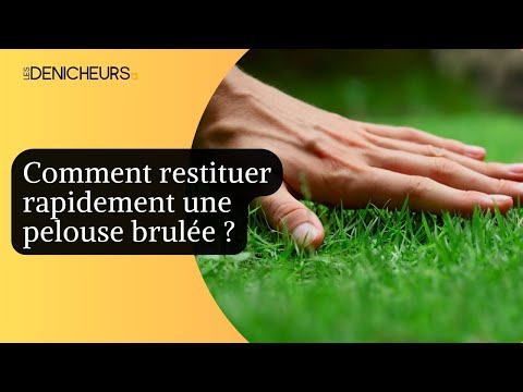 🏘️ Comment restituer sa pelouse brulée rapidement ? ​🧑‍🌾​🌿