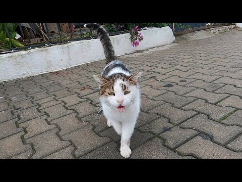 Most talkative cat ever is unbelievable cute
