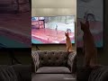 Tom Jerry Funny Cat Tamil Reels Comedy Collections Latest Trending Tiktok Reels