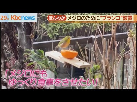 ユープレ科 - 定義