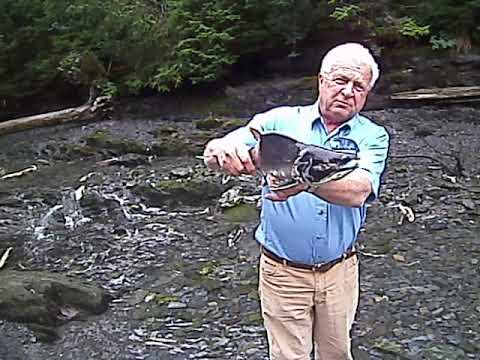 Alaska Trip: Catching Salmon by hand