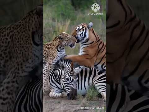 😲👉 Panther vs Tiger fight for Zebra. #viralvideo #trending #wildlife #panther #tiger #zebra #forest