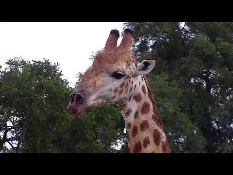Djuma: Giraffe - 11:58 - 02/08/2020