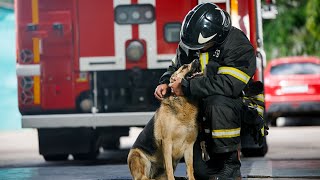 Top 5 Most Popular Firefighter Dog Breeds in the World