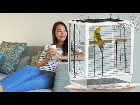 New Parrot  at Home - Part 1 - How to Position the Cage, How to Place Containers