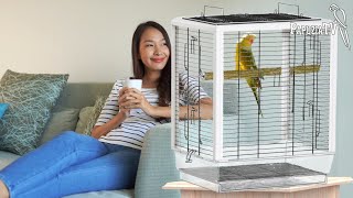 Новый попугай в доме - часть 1