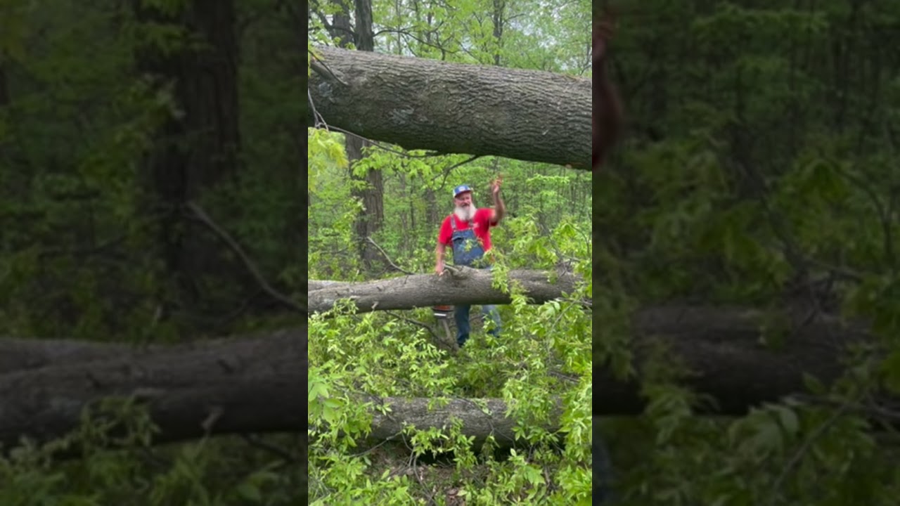 Topping trees can be just as dangerous as kutting them! #treewhisperer