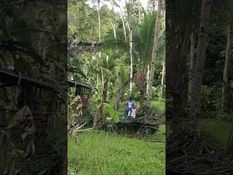 Green green green surroundings