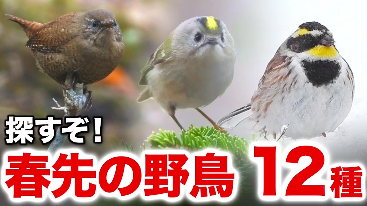 森で見つけた小さな命の物語！