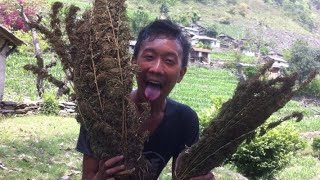 Download lagu Ganja ko Sahara Legalize Nepal weed... mp3