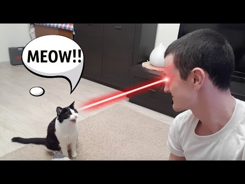MEOW ! Eye contact between a cat and a human - YouTube
