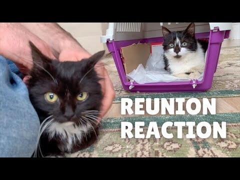 How did rescued sibling kittens reacted when they reunited?