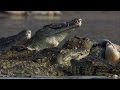 Crocodiles Feast On Dead Hippo The Great Rift Africa S Wild Heart BBC Earth