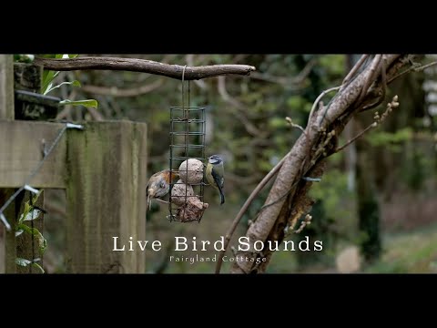 Bird Sounds In the Garden