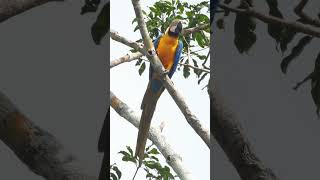 Some spectacular birds of the Amazon Rainforest in Brazil