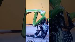 Download lagu Ini pertama kalinya dalam hidupku aku melihat sesuatu seperti ini!!!!! mp3