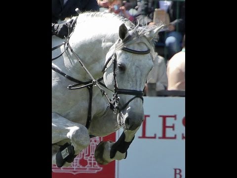 Puissance jumping C-Trenton-Z Odense 2008.