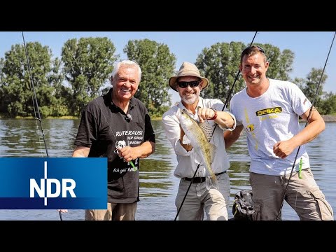 Zickige Zander am Elbstrom | Rute raus, der Spaß beginnt! | NDR