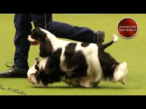 Around the Dog World - Crufts and Pawscars 2017