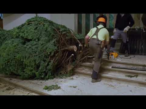 2016 12 17 Aufstellen des Weihnachtsbaumes