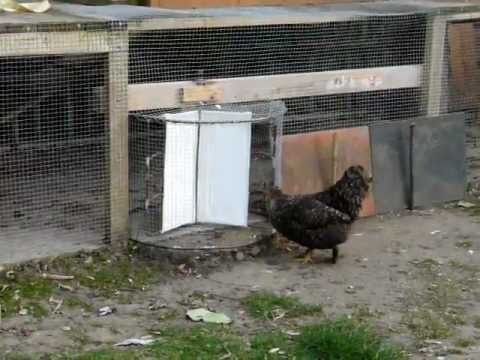 chicken using the revolving door