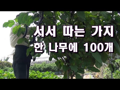 , title : '서서 따는 가지 한 나무에 100개 재배법'