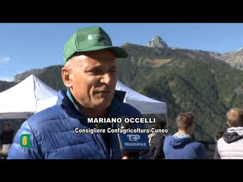 "Caluma el vache": a Elva la seconda edizione della manifestazione che celebra la transumanza