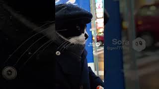 ホッカイロ配り #cat #猫 #生成ai #shorts