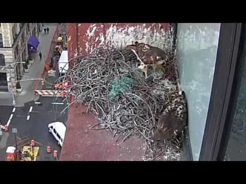 NYC Hawk gently pecks her mate's beak