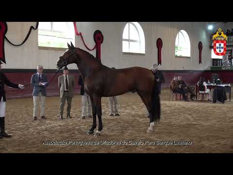 231021 6 Palpite Plus - Aprovação de Reprodutores