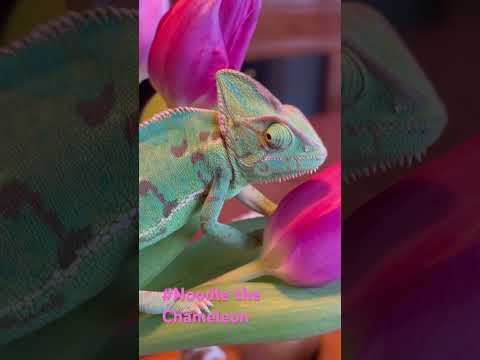 Noodle the Chameleon likes to hide #chameleon #noodle #mimetize #tulips #reptile