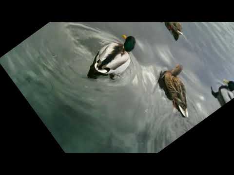 Always on my  mind  ((M.Beran)- Nad Vltavou rej kolibříku (Lucie VONDRÁČKOVÁ) 2018
