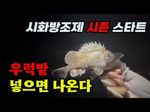 Sihwa Breakwater High Tide Sea Bass Fishing Nunatime Variant Fishing Gear Strategy