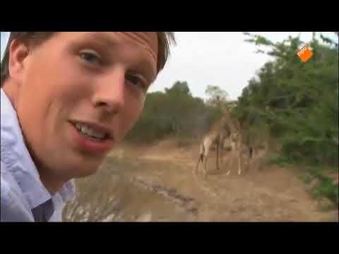 Freeks wilde wereld  Het nijlpaard en de giraffe