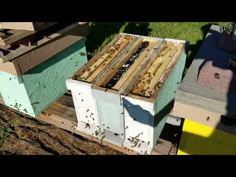 Queen Mini Mating Nuc Perfect Way To Set Up