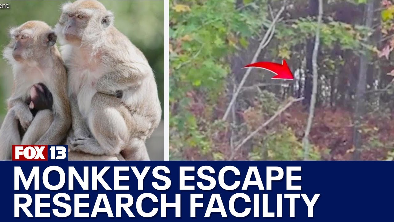 Over 40 monkeys escape research facility