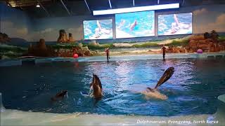 preview picture of video 'Dolphin show in the dolphinarium, Pyongyang, North Korea'