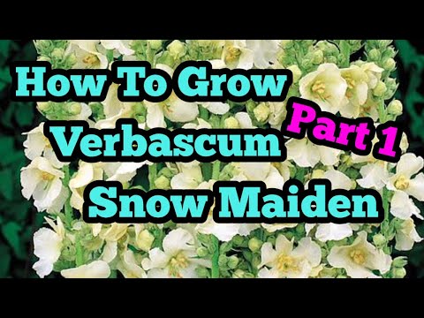 How to grow verbascum part 1
