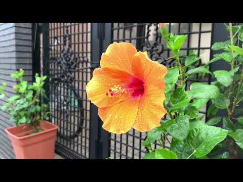 Japan Short Downpour Rain Walk 2023.06.09 ASMR Ambience Sound Sleep Meditate Relax Peace