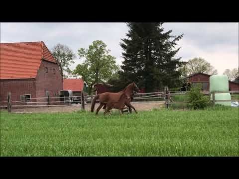 Florenz - Dacaprio - Feinbrand - Vollkorn xx Hengstfohlen - zu verkaufen - FOR SALE