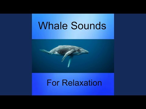 Whale Sounds and Gentle Piano