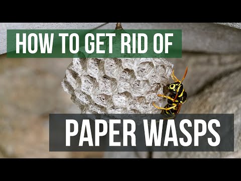 image-What attracts paper wasp? 