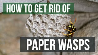 How to Get Rid of Paper Wasps (4 Easy Steps)