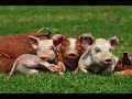 Pig & Dan Heat - (Pig Photograph Slideshow)