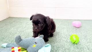 ハーフ犬の動画01